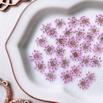★【押し花素材】レースフラワー　着色　ピンク　pressed flowers