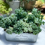早い者勝ち‼️レア品種寄せ植え♡⃛＊多肉植物＊鉢ごと発送