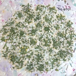 ♡new♡作家様必見♡ ♡可愛いアリッサム♡押し花セット♡