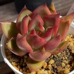 【　アガボイデス　ルブラ　エケベリア】♡韓国苗♡多肉植物