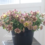 SUNTORY✿¨̮サフィニア  アート✿¨̮トラネコ