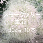 スモークツリー グリーンボール 10本 フレッシュ