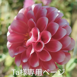 Ta様専用ページ🫶