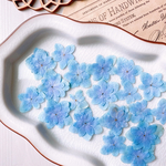  【押し花素材】紫陽花　ブルー