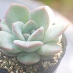 アマビレ＊多肉植物