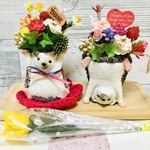makkoo様専用ページ　元気いっぱい🍀🥕ハリネズミ兄弟🦔💕