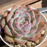 【キャラリアン　エケベリア】♡韓国苗♡多肉植物