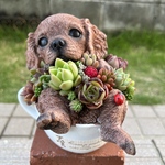★送料無料★♡そのまま飾れる♡コーヒーカップわんちゃん♬多肉植物寄せ植え╰(*´︶`*)╯♡