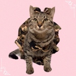 送料無料☆彡アマゾネス迷彩ビキニセット〜猫のコスプレ（水着迷彩カモフラージュ）