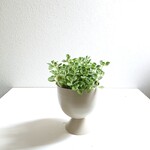 ●数量限定●新作●　虫よけ　”アロマティカス　スチールcup鉢カバー（グレージュ）”　観葉植物　人気　ハーブ　苗　植物　虫除け　ギフト　プレゼント　