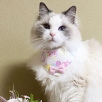 【特別価格!!】長毛猫ちゃん用◎リボン付きスタイ首輪【ちょうちょ×桃色】