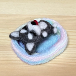 へそ天　ハスキー