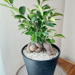 縁起物☆大きなガジュマル　6号鉢植え