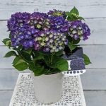 💠《梅雨どき特価品》紫陽花*ディープパープル💜