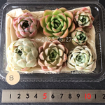 💕名無しちゃん寄せ植えセット💕
