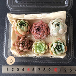 💕名無しちゃん寄せ植えセット💕