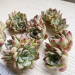 【多肉植物】チョコレートラッシュ（新入荷・札付き）