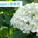 noppe:)様専用ページです
