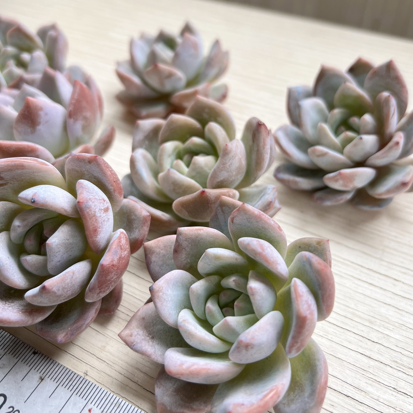 多肉植物】スターシャドー（新入荷・札付き） - PukuPuku GALLERY