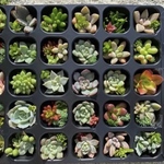 多肉植物　韓国苗入り大きめカット苗セット　おまかせ詰め合わせトレー　宅急便コンパクト