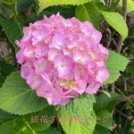 桜花さま専用ページ✨