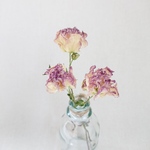 ピコティ クリスマスローズ