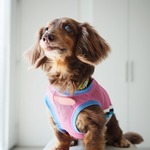 犬服　ダックスちゃんのスポーティメッシュなタンクトップ　ピンク