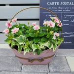 プリンセスな寄せ植え