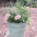 再販＊ホイップマカロンとユーフォルビアの寄せ植え＊