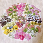ドライフラワー 初夏🌺小花の散歩道／画像のお花をお入れしています❣️カラフルMIX／キャンドル作りやハーバリウム、レジン アクセサリーなどに