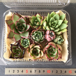 <訳あり苗ちゃん>★1セット単品購入でお願いします。
