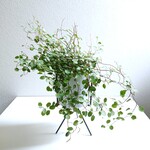 ●数量限定●新作●　空中に描く葉の水玉模様　”ワイヤープランツ（大きめ）鉢/スタンドセット”　観葉植物　人気　おしゃれ　ギフト　プレゼント