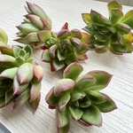 【多肉植物】ボヘミアン（新入荷・札付き）