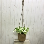 ポトス  ステータス ホグラ草 バスケット  ハンギング
