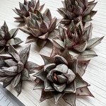 【多肉植物】パーパソルムホワイトフォーム（新入荷・札付き）