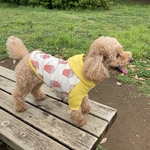 ポップコーン🍿 ラグラン パーカー フードのお色選べます 小型犬 中型犬  コーギー 