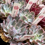 【多肉植物】ネオンブレーカーズ（新入荷・札付き）
