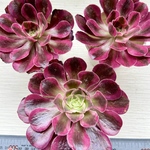 【多肉植物】Pink Witch（Aeonium）（新入荷・札付き）