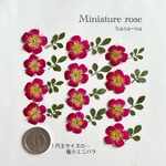 🌸1円玉サイズのバラ　12輪　＊ 押し花