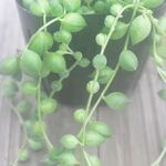 グリーンネックレス＊多肉植物・人気