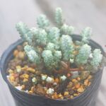 そよ風の天使　2個セット＊多肉植物・人気