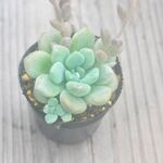 レジェンド　1個＊多肉植物・人気