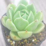 ホワイトローズ　1個＊多肉植物・人気