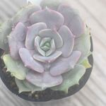 コリアス　1個＊多肉植物・人気