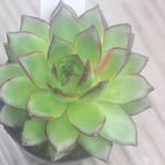ジェイドユニコーン　1個＊多肉植物・人気