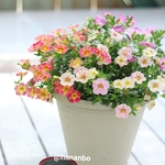 花色変わるカリブラコアカメレオンmixの寄せ植え