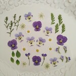押し花素材189　ミックスセット　花材　パープル　白　グリーン