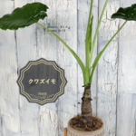 クワズイモ　観葉植物