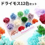  アイスランドモス ドライモス 12色セット 【X000K20355】