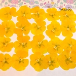 ♡new♡送料無料 ☆小さめビオラ☆ 押し花セット